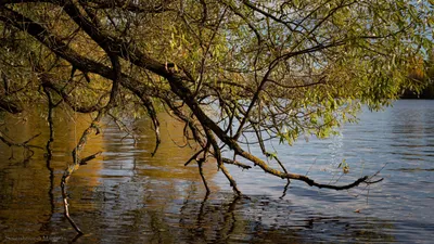 Дерево в озере с названием ива на нем | Премиум Фото