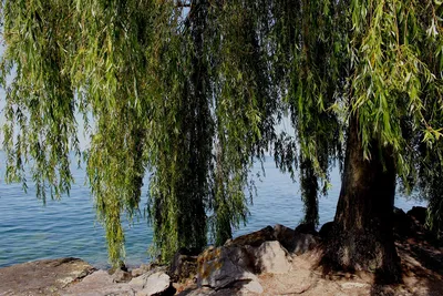 Ива над водой шумит зеленою листвой :: Маргарита Батырева – Социальная сеть  ФотоКто