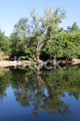 Ива на реке весной с фильтром | Премиум Фото