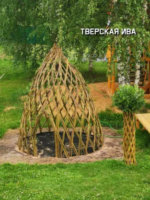 Ива Вавилонская купить в Москве в питомнике, растения по цене от 500 руб.