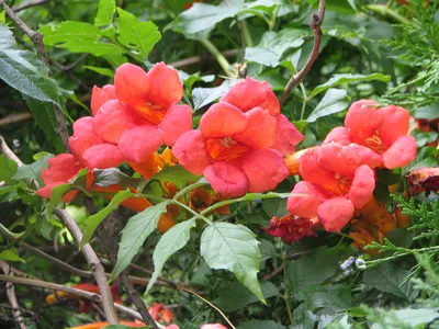 Файл:Red flowers bgiu.jpg — Википедия