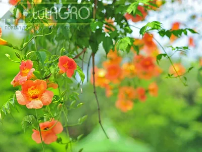 Оранжевые цветы цветущего куста кампсис | Премиум Фото
