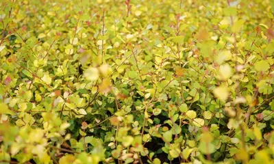 Береза карликовая (Betula nana) — описание, выращивание, фото | на  LePlants.ru