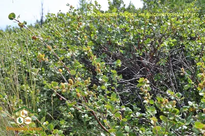 Карликовая береза Betula nana - купить саженцы в Минске и Беларуси