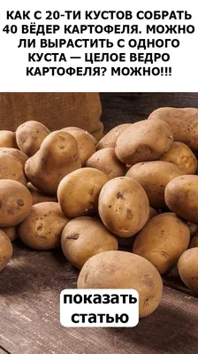 Фото картофеля в ведре фото