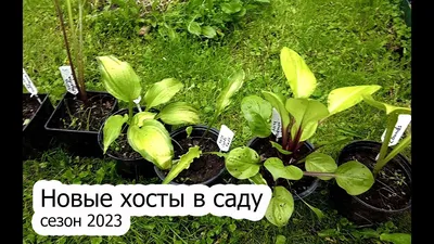 Хоста (Hosta) - «Хоста – принцесса ландшафтного дизайна и рай ленивого  садовода. Советы по выращиванию и фото моей скромной коллекции.» | отзывы