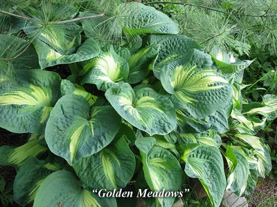 Хоста в саду Богатый ген многолетних травоядных растений семьи Зеленый  Стоковое Фото - изображение насчитывающей флора, листво: 161296080
