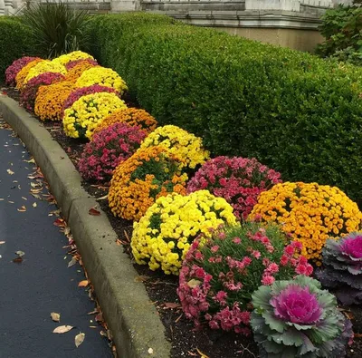 🌳Ландшафтный дизайн🌱Дача on Instagram: “Хризантемы в саду - это фейерверк  ярких красок даже на фоне пасмурных дождливых дней” | Plants, Garden