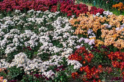 Хризантема Умка - Сад цветов - Магазин рассады цветов в Барнауле