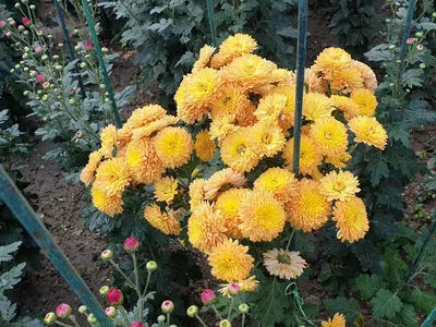 Хризантемы: в других странах кладбищенские цветы, в Латвии — осенние  королевы сада / Статья