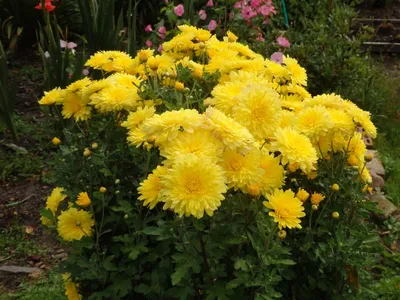 Новости - Хризантемы для вашего сада