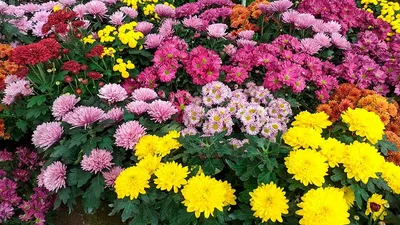 Хризантема цветок: фото, описание, выращивание, посадка, уход, размножение,  виды, сорта