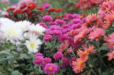 В Донецком ботаническом саду зацвели поздние хризантемы (ФОТО) -  Фоторепортажи - ДАН