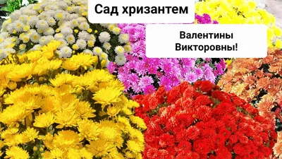 Летние хризантемы или дубки: особенности, уход | Сад в Ростове-на-Дону |  Дзен