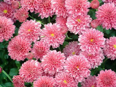 Хризантемы многолетние Цветущий сад МЦ Хризантема АССОРТИ - купить по  выгодным ценам в интернет-магазине OZON (788066166)