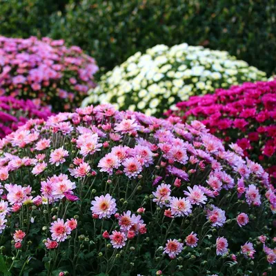 хризантема купить выгодно ✵ Сады-Эдема.рф – интернет магазин растений для  сада