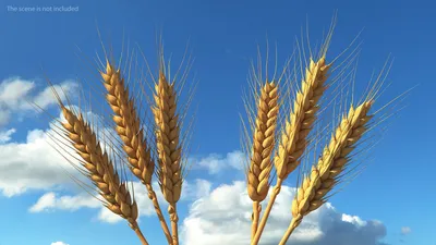 Фото колосков пшеницы фото