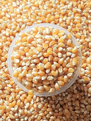 Зерна кукурузы для попкорна - купить по цене: 200 руб./кг в  интернет-магазине \"РыбоедовЪ\"