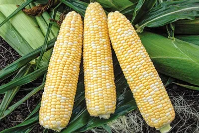 Кукуруза зерно 1 кг (Китай) купить в Иркутске с доставкой, цена на сайте |  ETexpress
