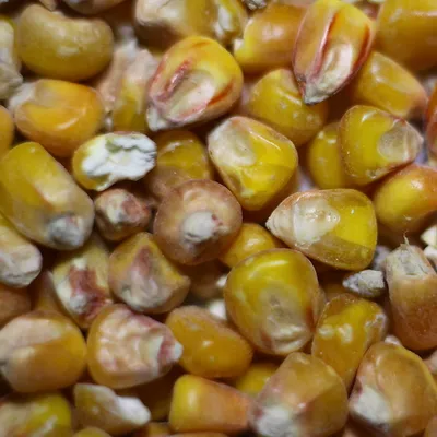 Зерно кукурузы для проращивания 250 гр Дивинка - Едемский Сад