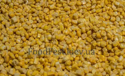 Зерно кукурузы Кремень 200 СВ зерно кукурузы от агрокорпорации Степная