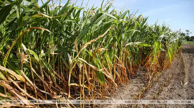 Зерно кукурузы для приготовления попкорна, 300г Купить в Молдове Кишинёве  Цена