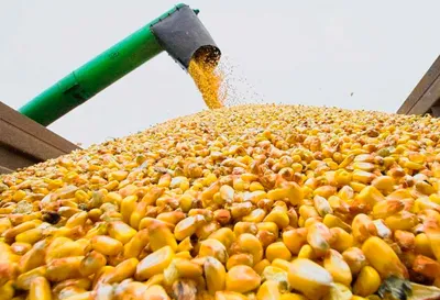 Как в СПК «Сынковичи» идет уборка кукурузы на зерно?