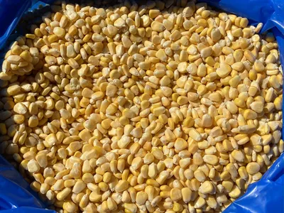 Купить зерно кукурузы для приготовления попкорна, сорт \"Премиум\", вес 22,68  кг., цены на Мегамаркет | Артикул: 100051910792