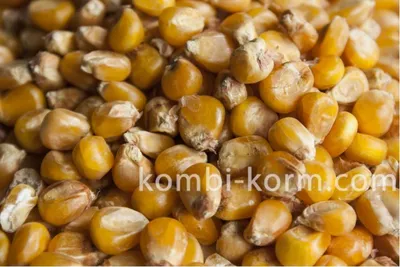 Зерна кукурузы свежемороженые купить с доставкой