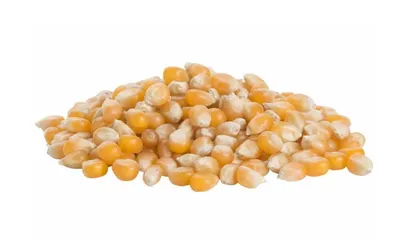 Кукурузы зерна для каш и проращивания, 250г /Образ жизни/ –  интернет-магазин Кунжут