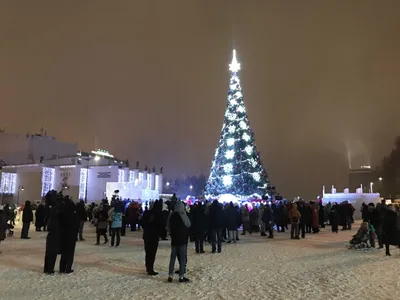 Высота Кремлевской елки составит 25 метров - РИА Новости, 20.11.2020