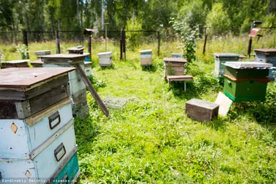 Сад пасеки весной стоковое изображение. изображение насчитывающей ферзь -  93181431