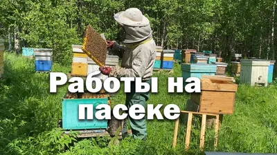 Пчеловоды. Осмотр ульев. | Природа, Эстетика