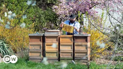 Rendez-vous aux Jardins 2023 в Тюильри: Птицы в саду, посещение пасеки и  прогулка с гидом - Sortiraparis.com