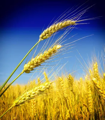 Фото пшеница и небо фотографии