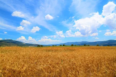 Картинки поле, пшеница, дом, небо, облака, пейзаж - обои 1680x1050,  картинка №94432