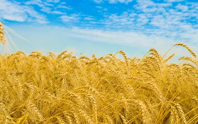 пшеница неба голубого поля золотистая Стоковое Фото - изображение  насчитывающей поле, земля: 18746528
