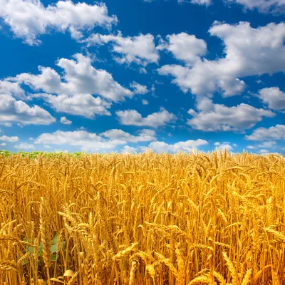 Фотообои Пшеничное поле 25498 купить в Украине | Интернет-магазин  Walldeco.ua