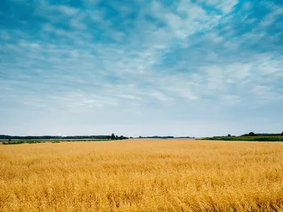 Иллюстрация урожая пшеничного поля голубого неба и белых облаков, Пшеничное  поле, урожай, пшеница фон картинки и Фото для бесплатной загрузки