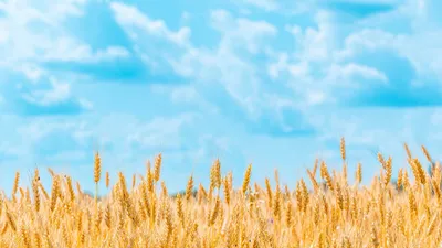 Обои голубое небо, желтое поле пшеницы, флаг Украины на рабочий стол
