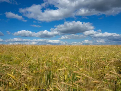 Скачать обои пшеница, поле, небо, облака, макро, колос, раздел природа в  разрешении 5000x3000