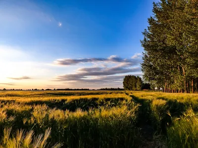 Поле Небо Пшеница - Бесплатное фото на Pixabay - Pixabay