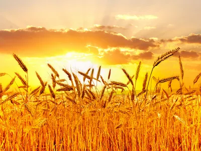 Пшеничное поле. Золотая пшеница . …» — создано в Шедевруме