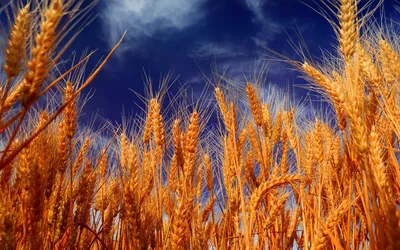 Пшеница и небо стоковое фото ©tycoon 41791453
