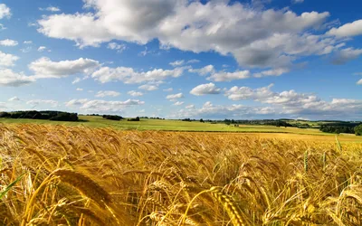 Обои поле, пшеница, колоски, небо, облака картинки на рабочий стол, фото  скачать бесплатно