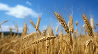 Русское поле / лето , пшеница , синее небо