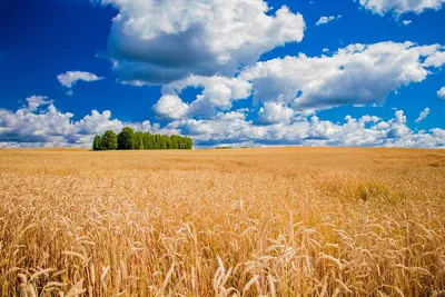 Пшеница (54 фото) - 54 фото