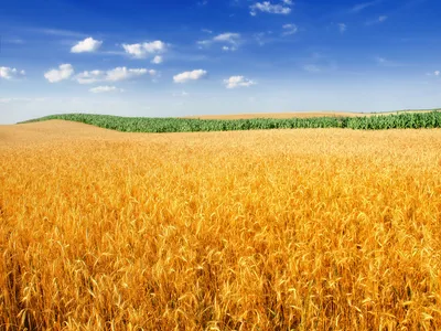 Скачать обои пшеница, поле, лето, небо, раздел пейзажи в разрешении  2880x1800