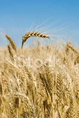 Бесплатное изображение: Пшеница, Пшеничное поле, сельское хозяйство,  зерновые, плохая погода, голубое небо, Драматический, сельской местности,  поле, пейзаж