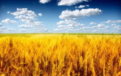 Зрея пшеница и небо восхода солнца Стоковое Фото - изображение  насчитывающей трава, ферма: 43533950